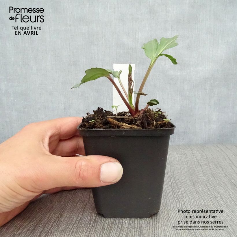 Exemplar von Fallschirm-Sonnenhut Herbstsonne - Rudbeckia nitida Kleine Töpfe von 8/9 cm wie im Frühjahr geliefert