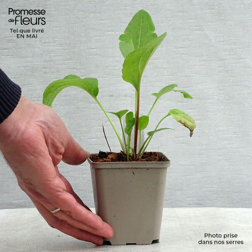 Exemplar von Garten-Sonnenhut Green Wizard - Rudbeckia occidentalis Kleine Töpfe von 8/9 cm wie im Frühjahr geliefert