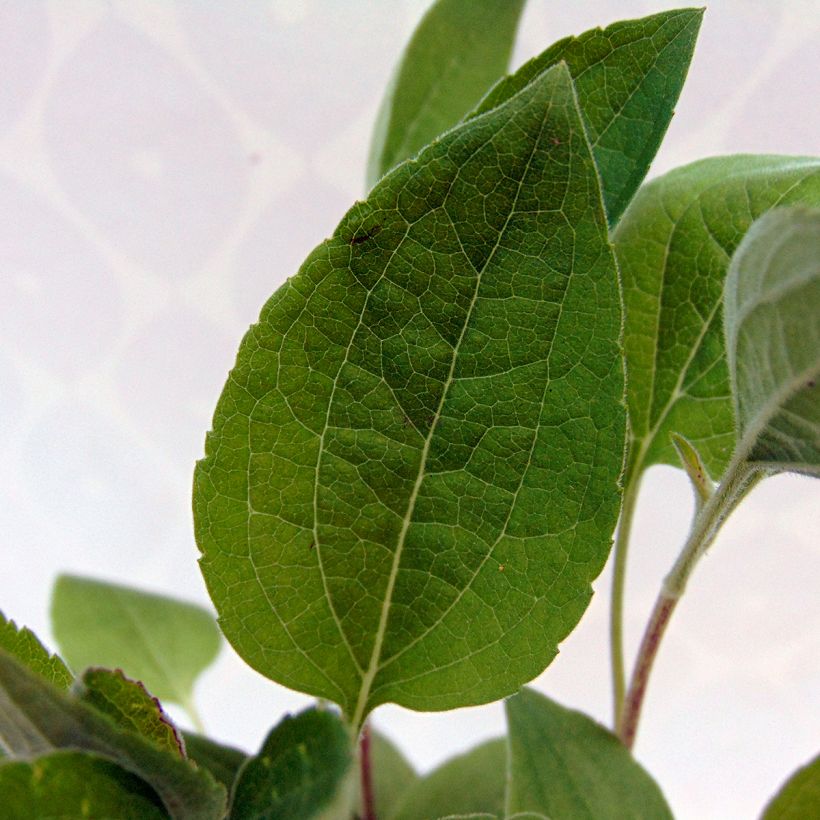 Schwachfilziger Sonnenhut Little Henry - Rudbeckia subtomentosa (Foliage)