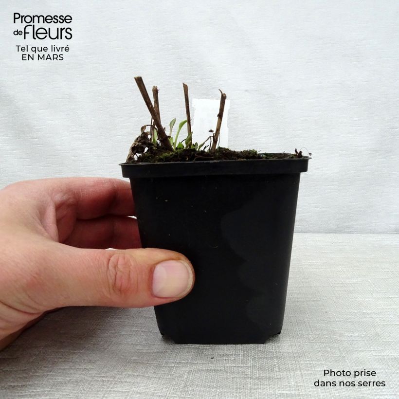 Example of Schwachfilziger Sonnenhut Little Henry - Rudbeckia subtomentosa Kleine Töpfe von 8/9 cm as you get in printemps