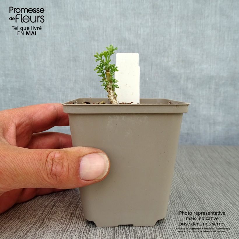 Exemplar von Wein-Raute Jackman's blue - Ruta graveolens Kleine Töpfe von 8/9 cm wie im Frühjahr geliefert