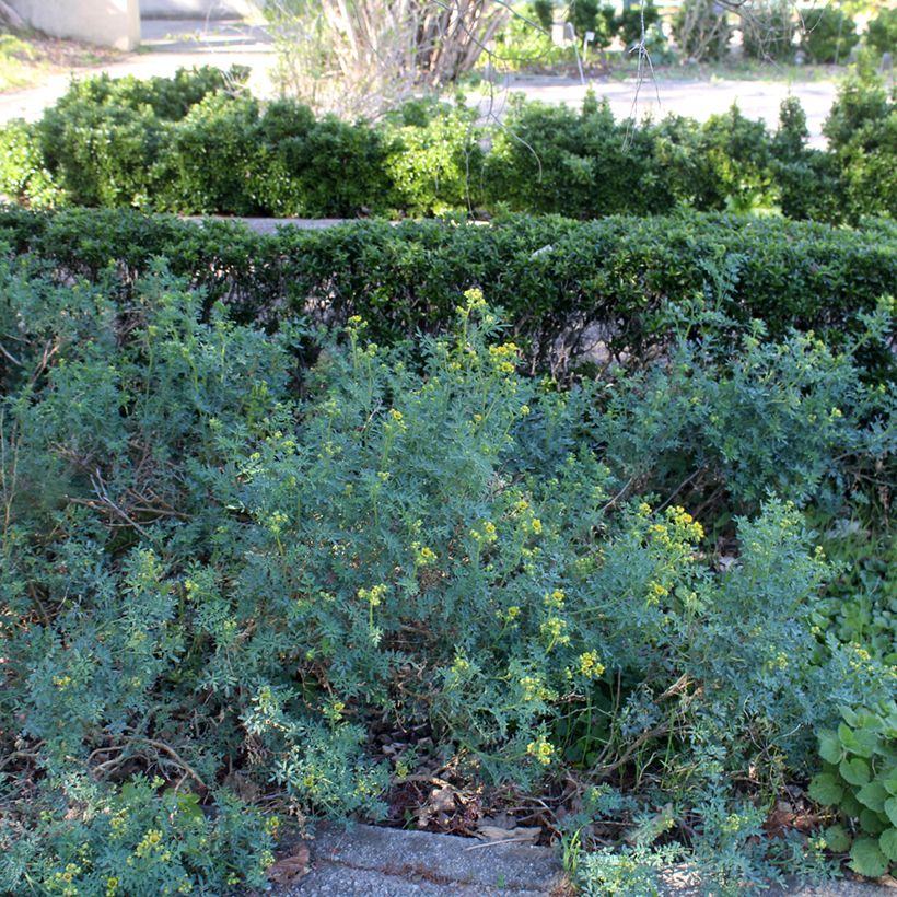 Wein-Raute - Ruta graveolens (Wuchs)