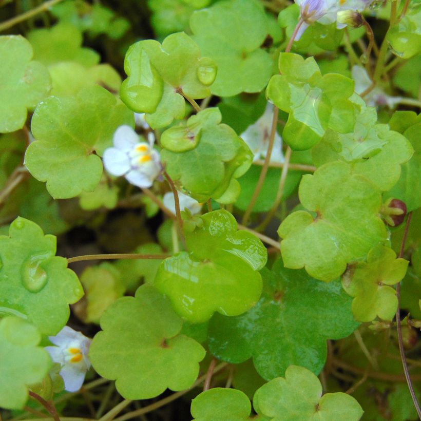Cymbalaria muralis - Zymbelkraut (Foliage)