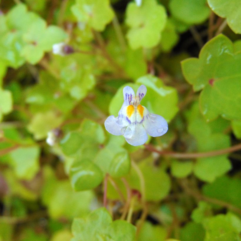 Cymbalaria muralis - Zymbelkraut (Flowering)