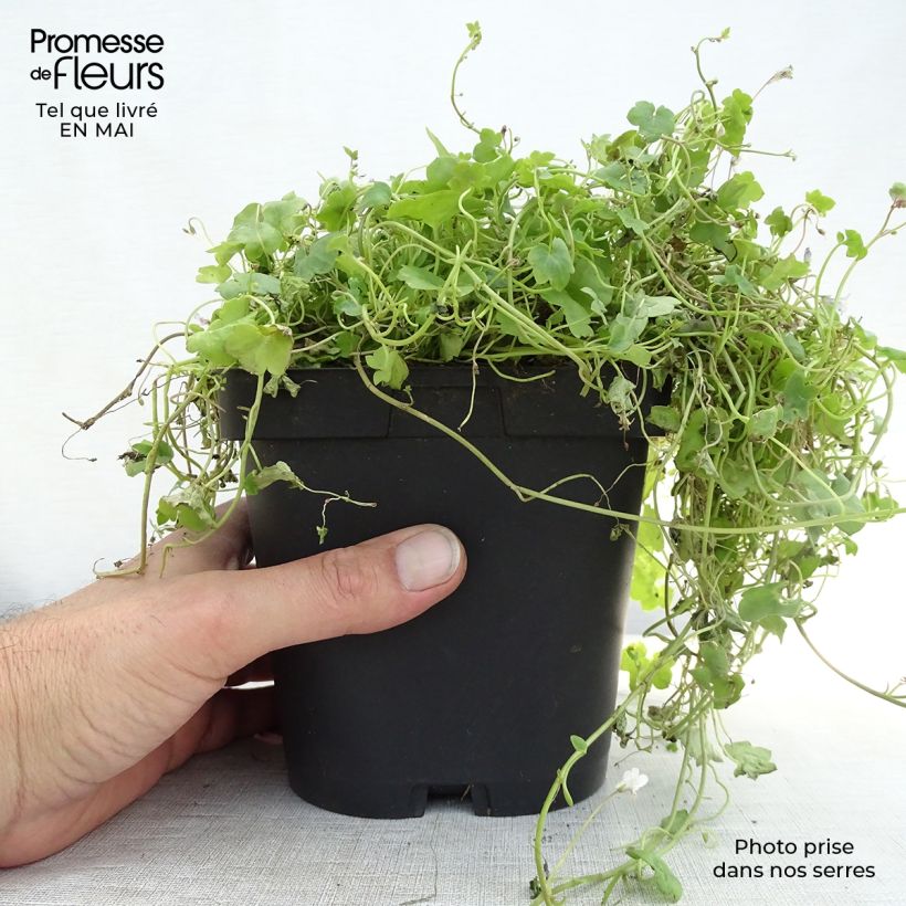 Example of Cymbalaria muralis - Zymbelkraut Kleine Töpfe von 8/9 cm as you get in printemps