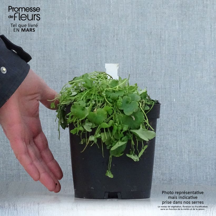 Example of Cymbalaria muralis - Zymbelkraut Topf mit 2L/3L as you get in printemps