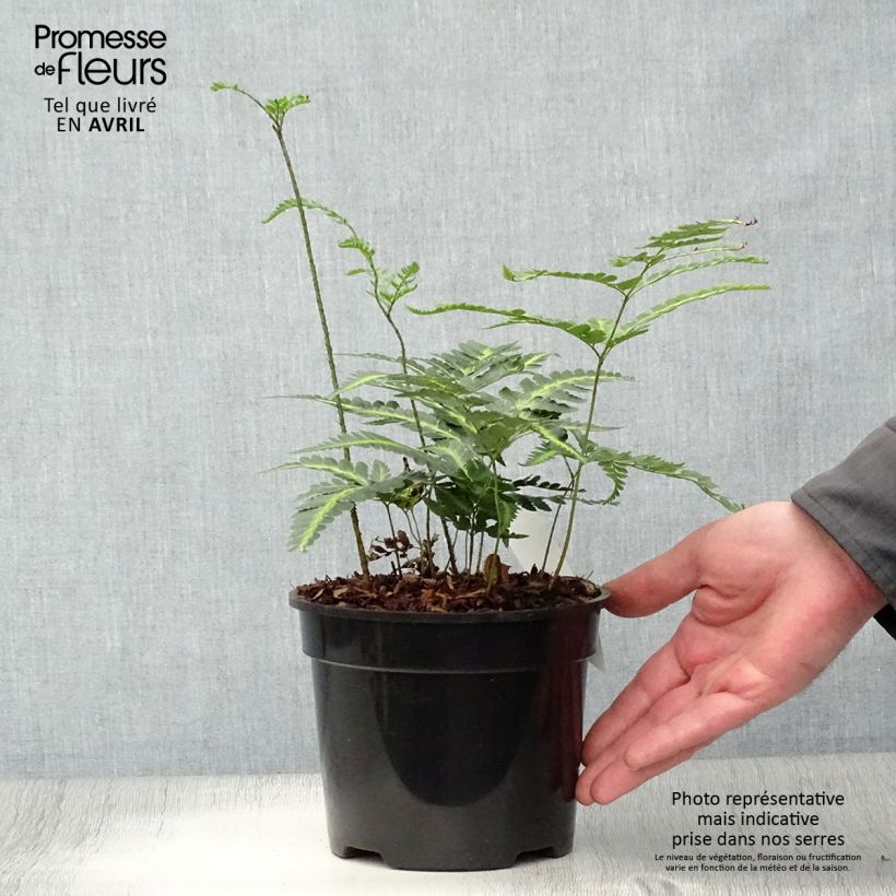 Exemplar von Rumohra adiantiformis Variegata - Fougère des fleuristes panachée Topf mit 2L/3L wie im Frühjahr geliefert