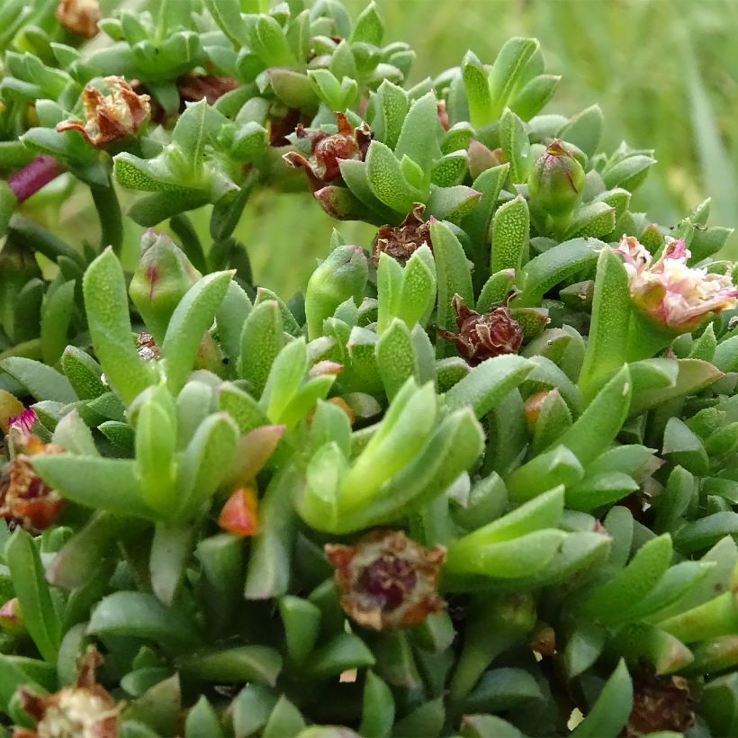 Ruschia prostrata - Straucheiskraut (Laub)