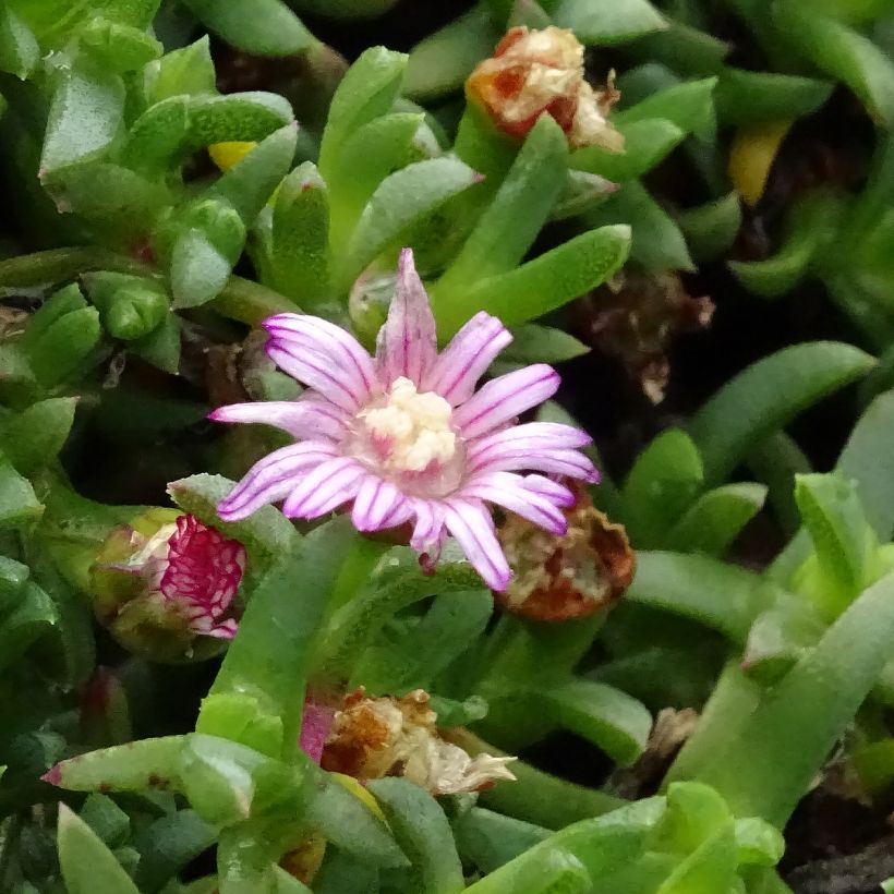 Ruschia prostrata - Straucheiskraut (Blüte)