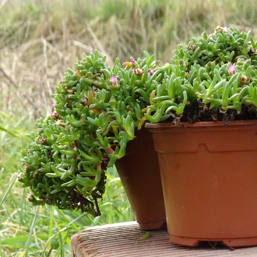 Ruschia prostrata - Straucheiskraut (Wuchs)