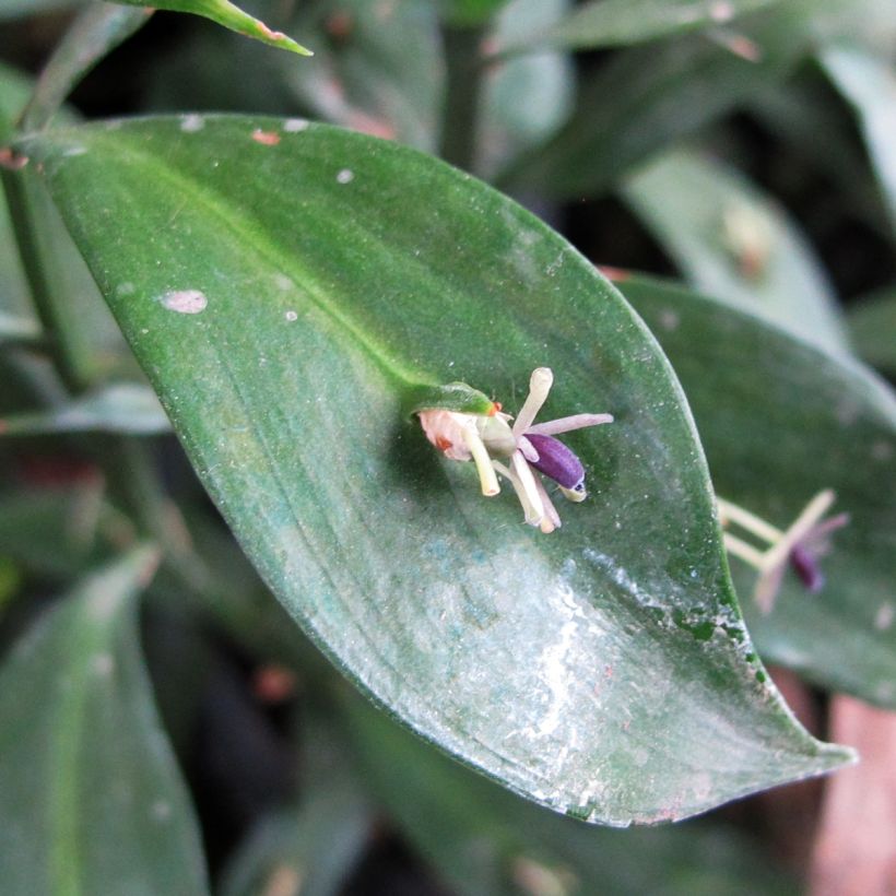 Ruscus hypoglossum - Hadernblatt (Blüte)