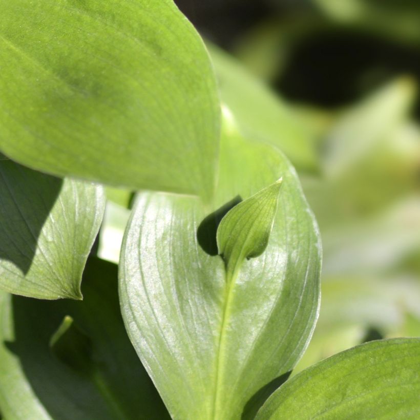 Ruscus hypoglossum - Hadernblatt (Laub)