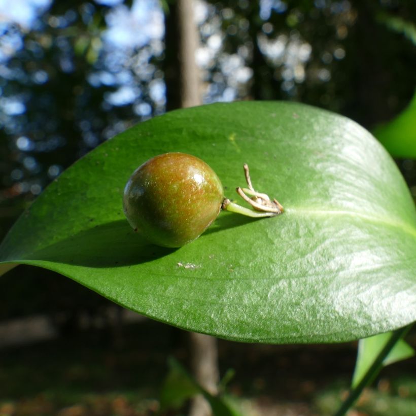 Ruscus hypoglossum - Hadernblatt (Ernte)