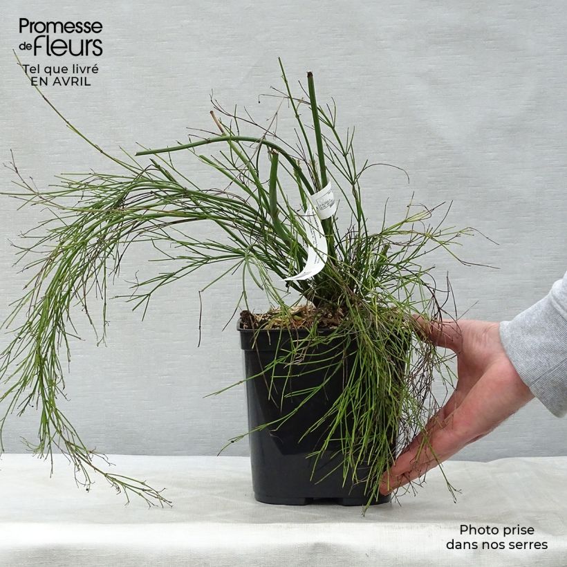 Example of Russelia equisetiformis - Russelie Topf mit 3L/4L as you get in printemps