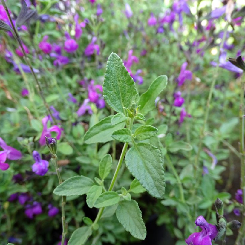 Salvia greggii ARCTIC BLAZE Purple - Strauchiger Salbei (Laub)