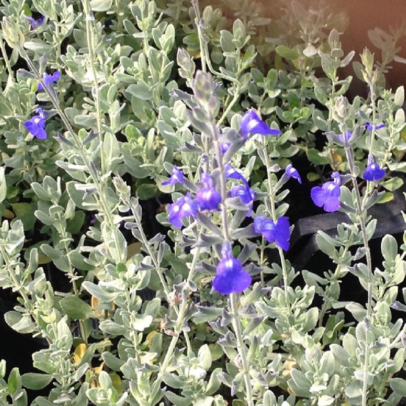 Sauge germandrée - Salvia chamaedryoides var. isochroma (Laub)
