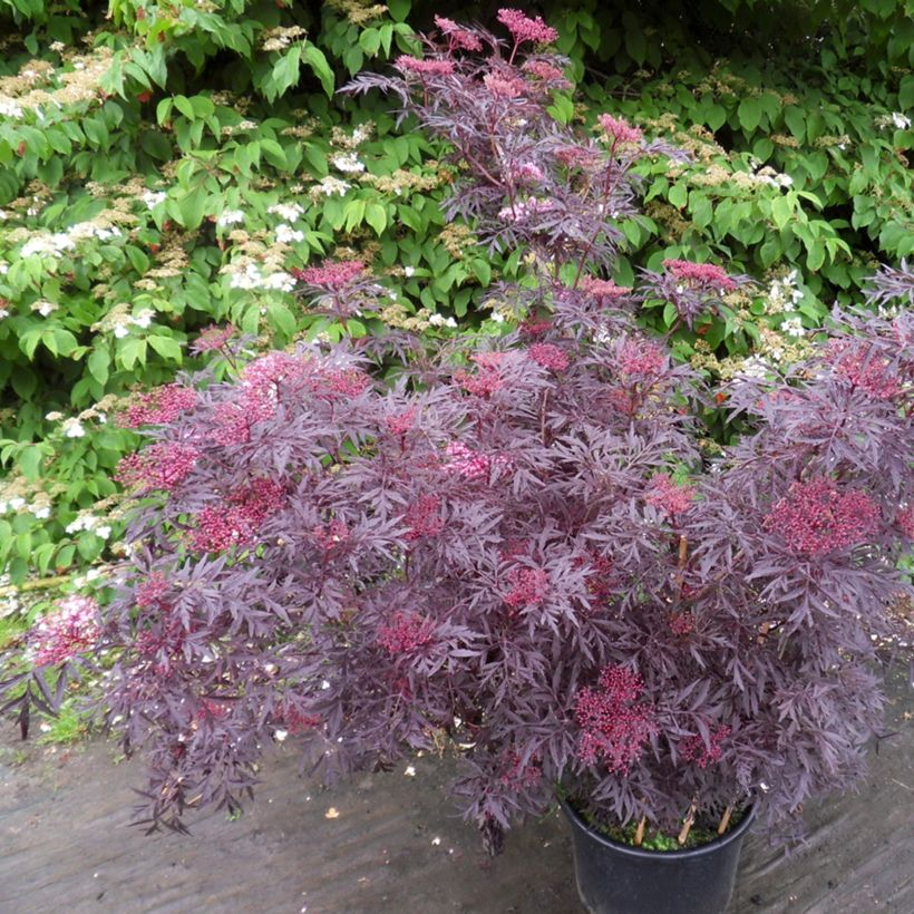 Schwarzer Holunder Cherry Lace - Sambucus nigra (Wuchs)