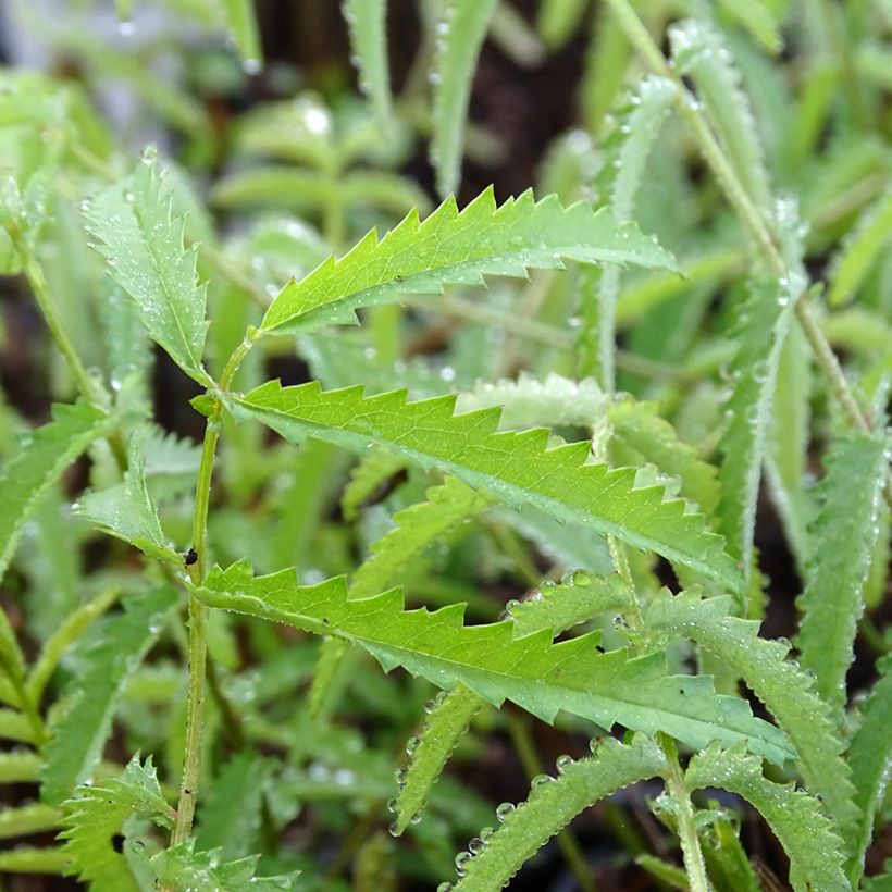 Zierlicher Wiesenknopf Alba - Sanguisorba tenuifolia (Foliage)