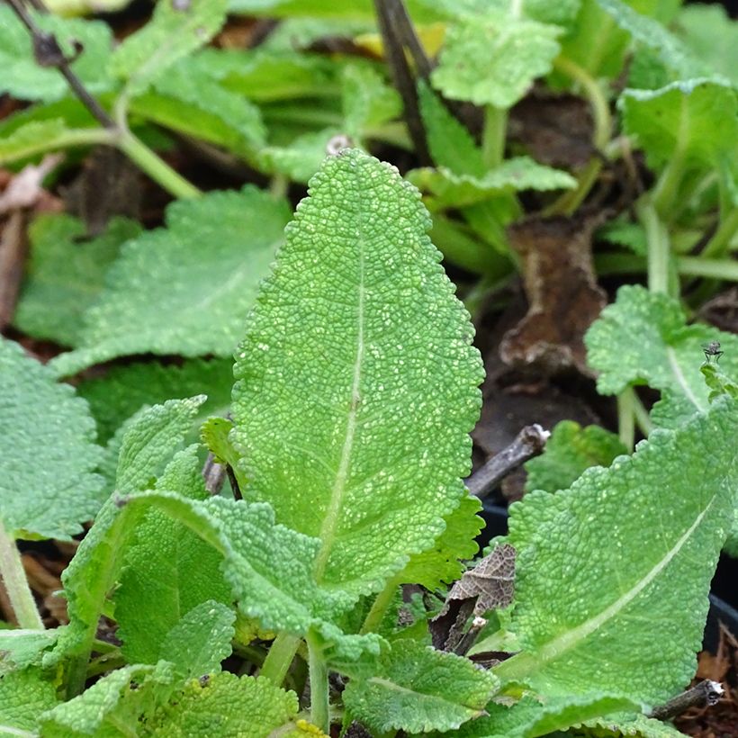 Salvia sylvestris Rhapsody in Blue - Steppen-Salbei (Foliage)