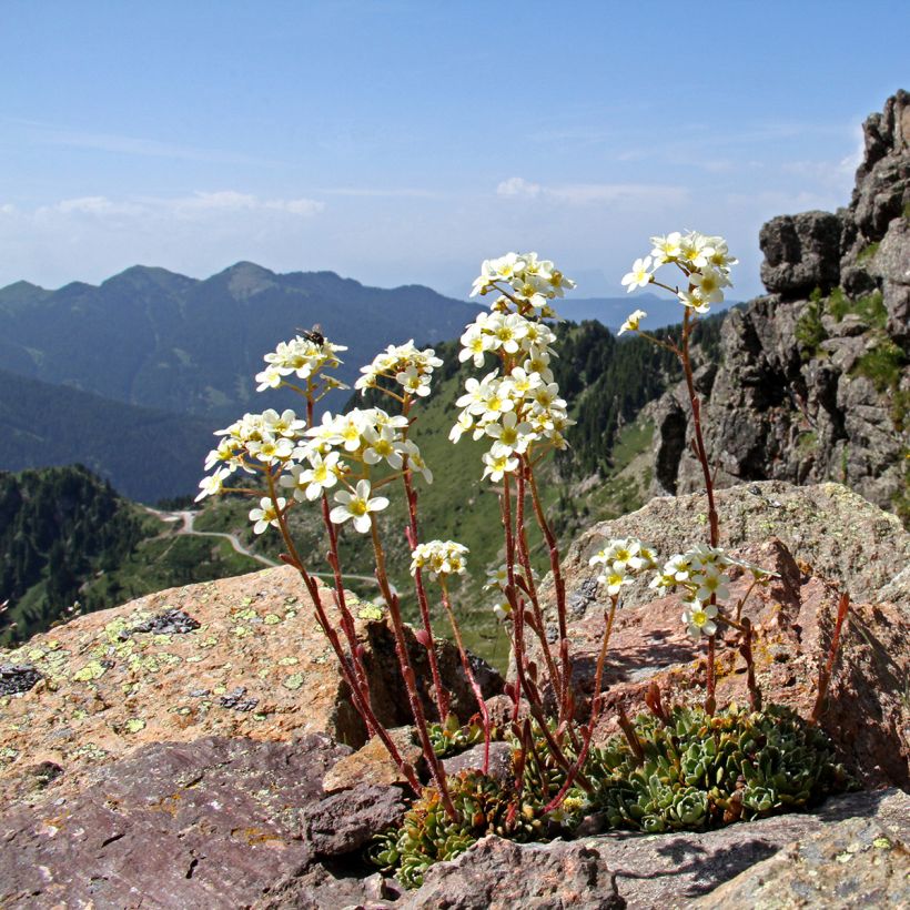 Saxifraga paniculata var.minutifolia - Saxifrage (Plant habit)