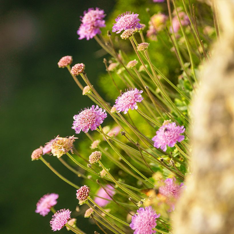 Scabiosa ou Lomeliosa cretica - Scabieuse de Crète (Wuchs)