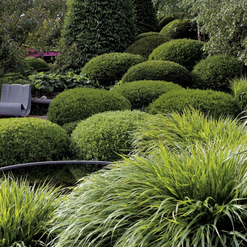 Hakonechloa macra - Japangras (Plant habit)