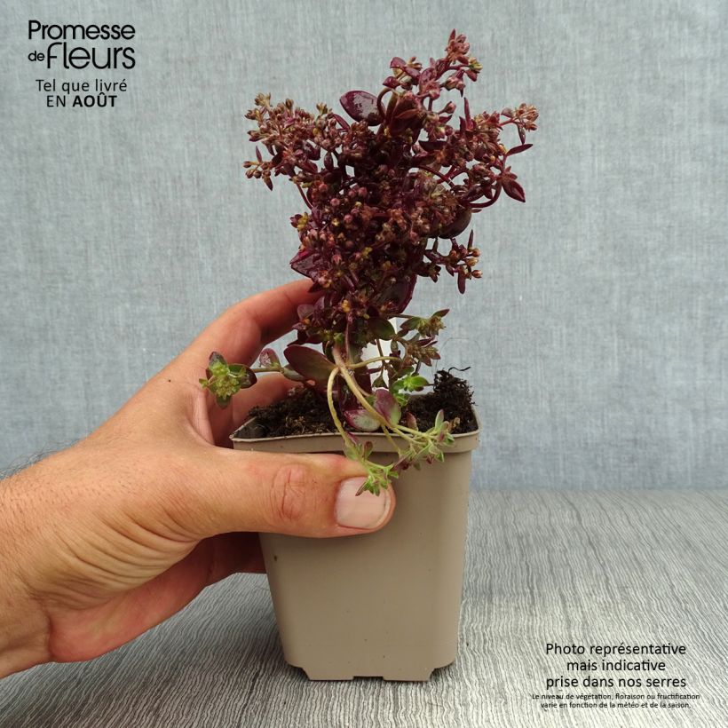 Exemplar von Fetthenne Sunsparkler Firecracker - Sedum Kleine Töpfe von 8/9 cm wie im Sommer geliefert