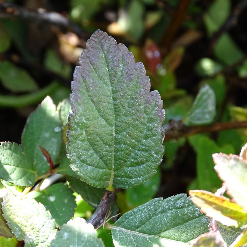 Sommerspiere Merlo Green - Spiraea japonica (Laub)