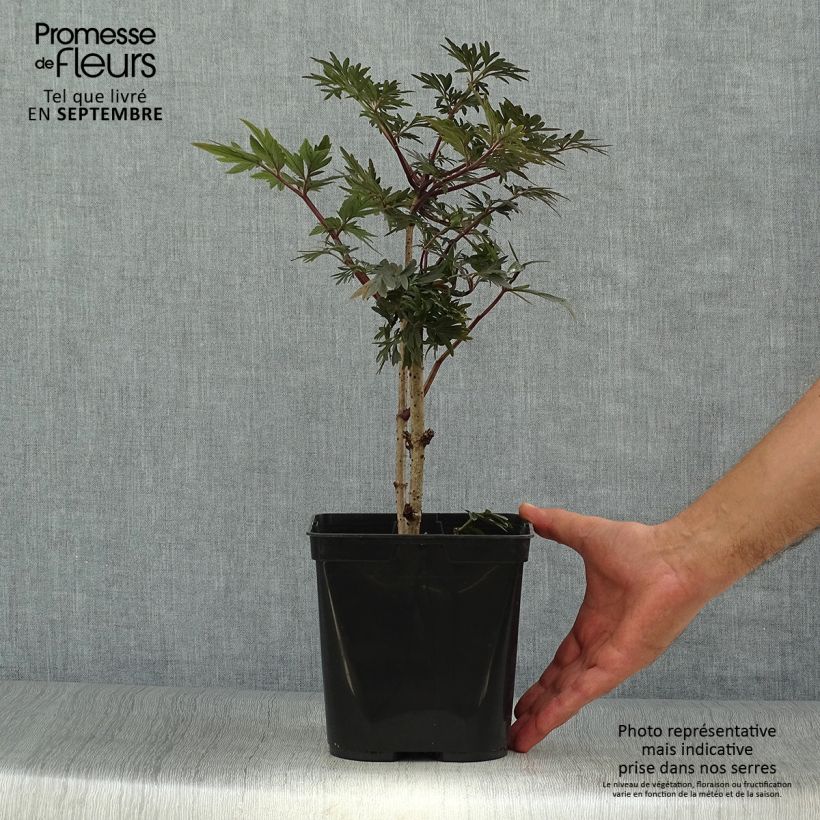 Exemplar von Schwarzer Holunder Straight Laced - Sambucus nigra Topf mit 3L/4L wie im Herbst geliefert