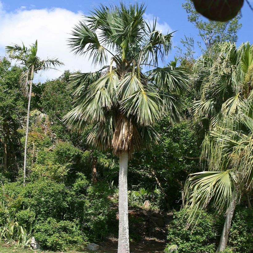 Sabal bermudana - Bermuda-Palmettopalme (Plant habit)