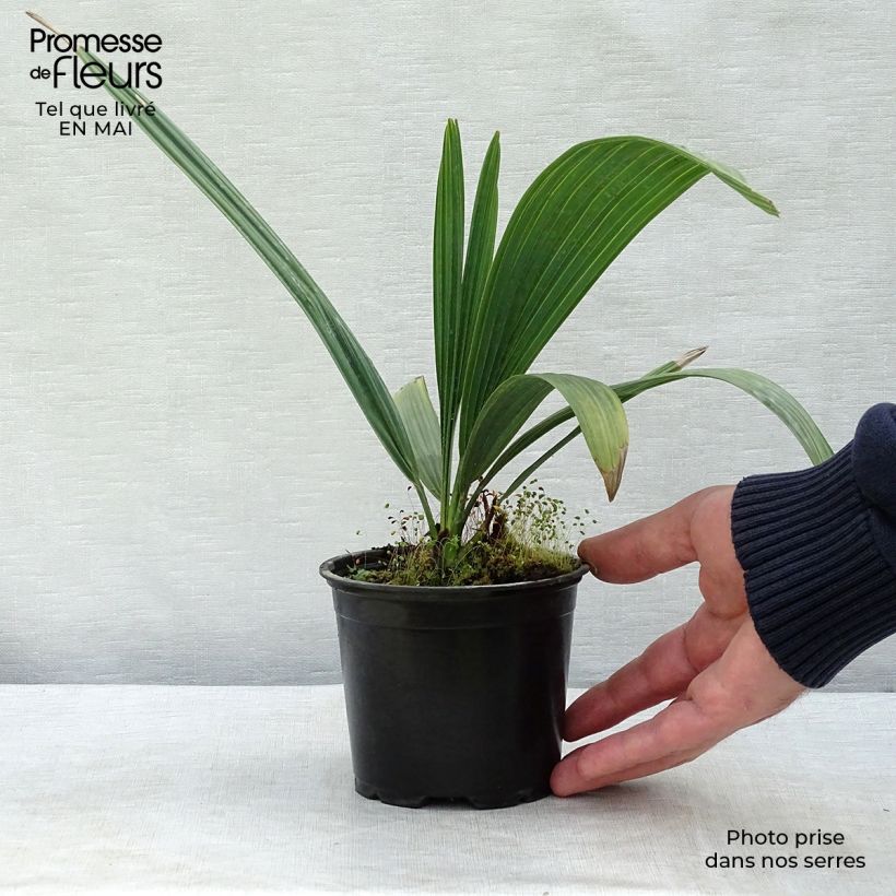 Exemplar von Sabal causarium - Palmettopalme Topf 12 cm / 13 cm wie im Frühjahr geliefert