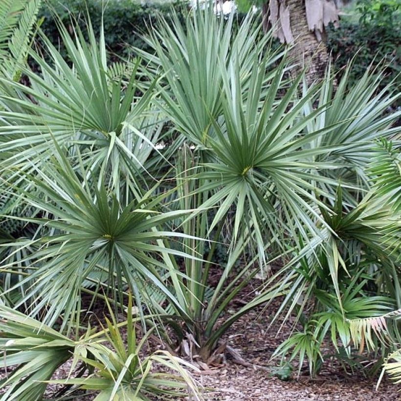 Sabal etonia - Etonia-Palmettopalme (Plant habit)