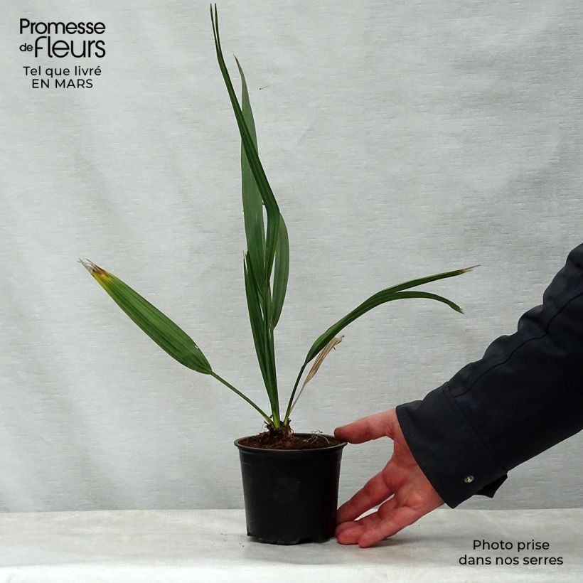 Example of Sabal etonia - Etonia-Palmettopalme Topf 12 cm / 13 cm as you get in printemps
