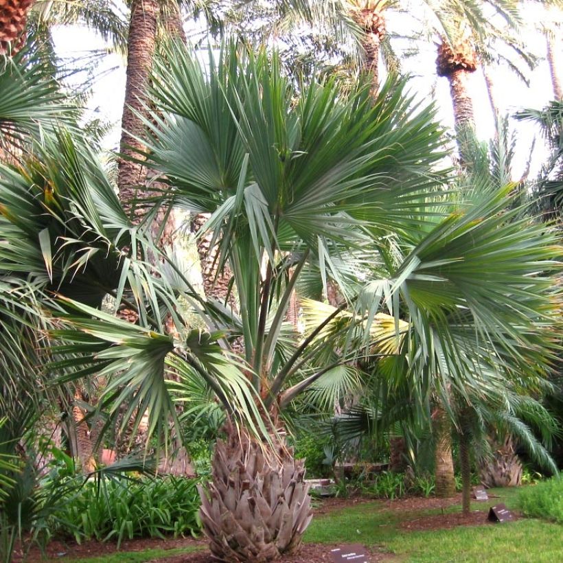 Sabal maritima - Palmettopalme (Wuchs)