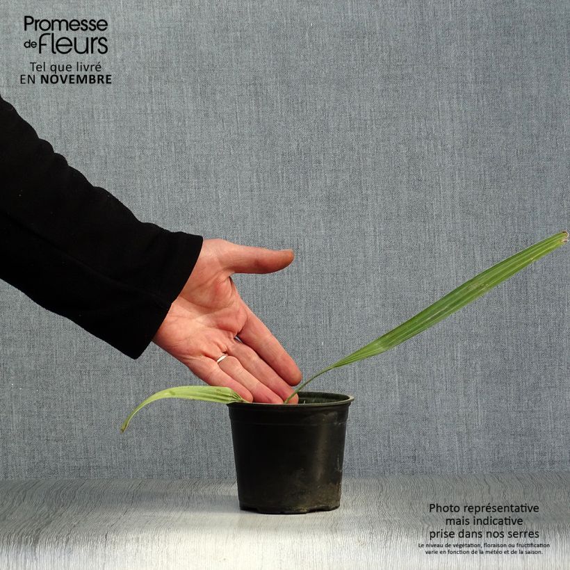 Exemplar von Sabal mauritiiformis - Mauritius-Palmettopalme Topf 12 cm / 13 cm wie im Herbst geliefert
