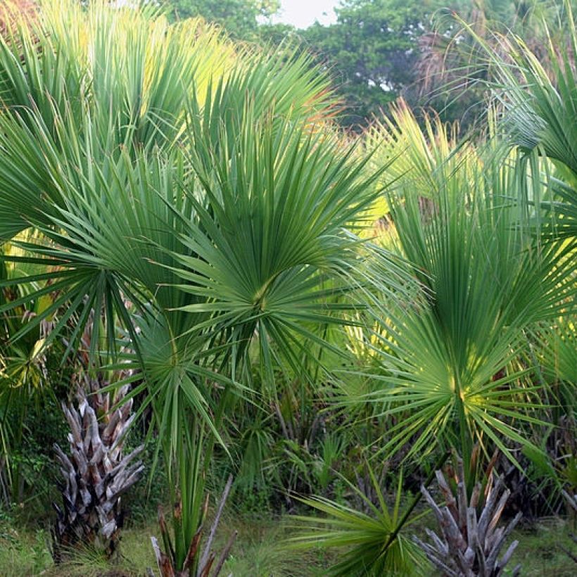 Sabal mexicana - Mexikanische Palmettopalme (Wuchs)