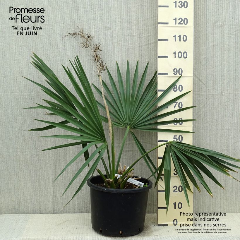 Exemplar von Sabal minor - Zwerg-Pamelopalme Topf mit 7,5L/10L wie im Sommer geliefert