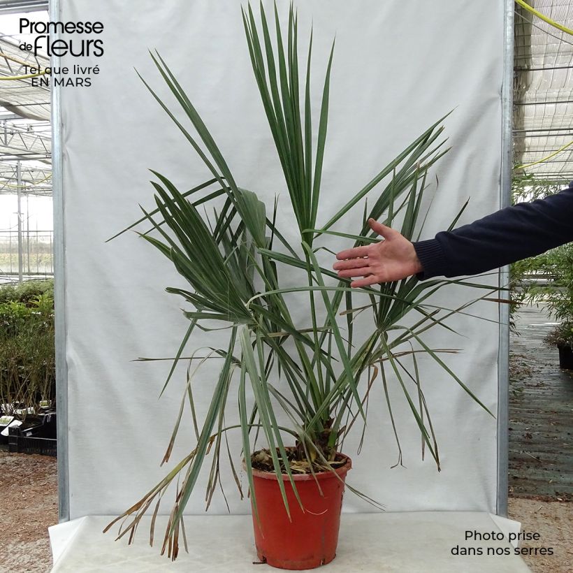 Exemplar von Sabal palmetto - Gewöhnliche Palmettopalme Topf mit 7,5L/10L wie im Frühjahr geliefert