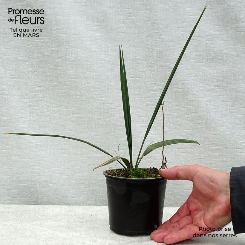 Exemplar von Sabal palmetto - Gewöhnliche Palmettopalme Topf 12 cm / 13 cm wie im Frühjahr geliefert