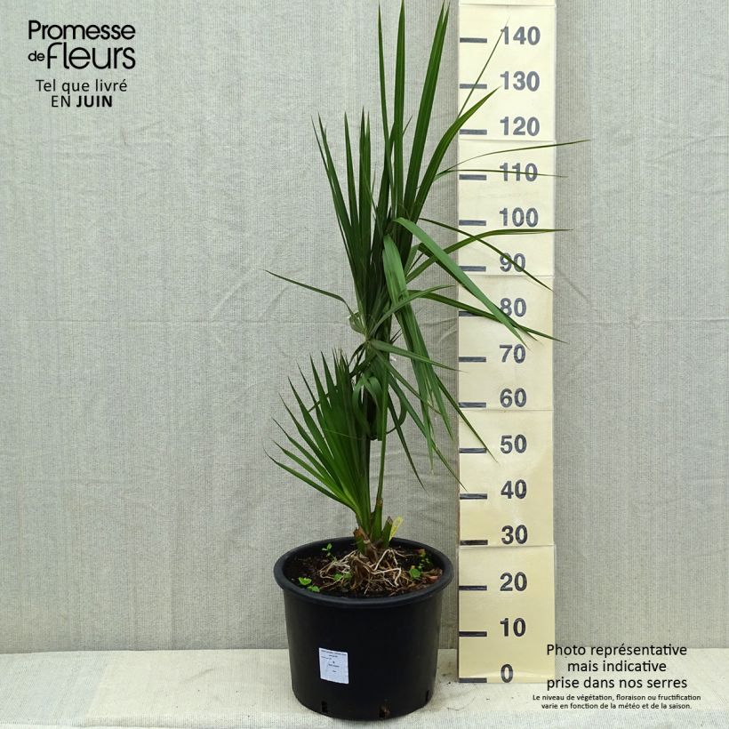 Exemplar von Sabal palmetto - Gewöhnliche Palmettopalme Topf mit 20L/25L wie im Frühjahr geliefert
