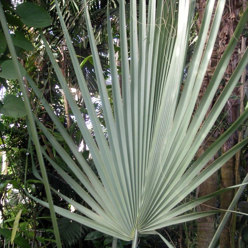 Sabal uresana - Uresana-Palmettopalme (Foliage)