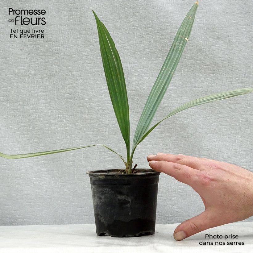 Example of Sabal uresana - Uresana-Palmettopalme Topf 12 cm / 13 cm as you get in hiver