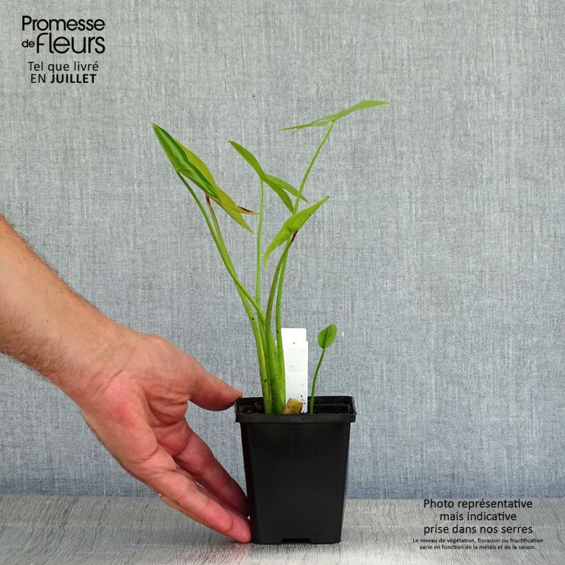 Exemplar von Sagittaria sagittifolia Flore Pleno - Gewöhnliches Pfeilkraut Kleine Töpfe von 8/9 cm wie im Sommer geliefert
