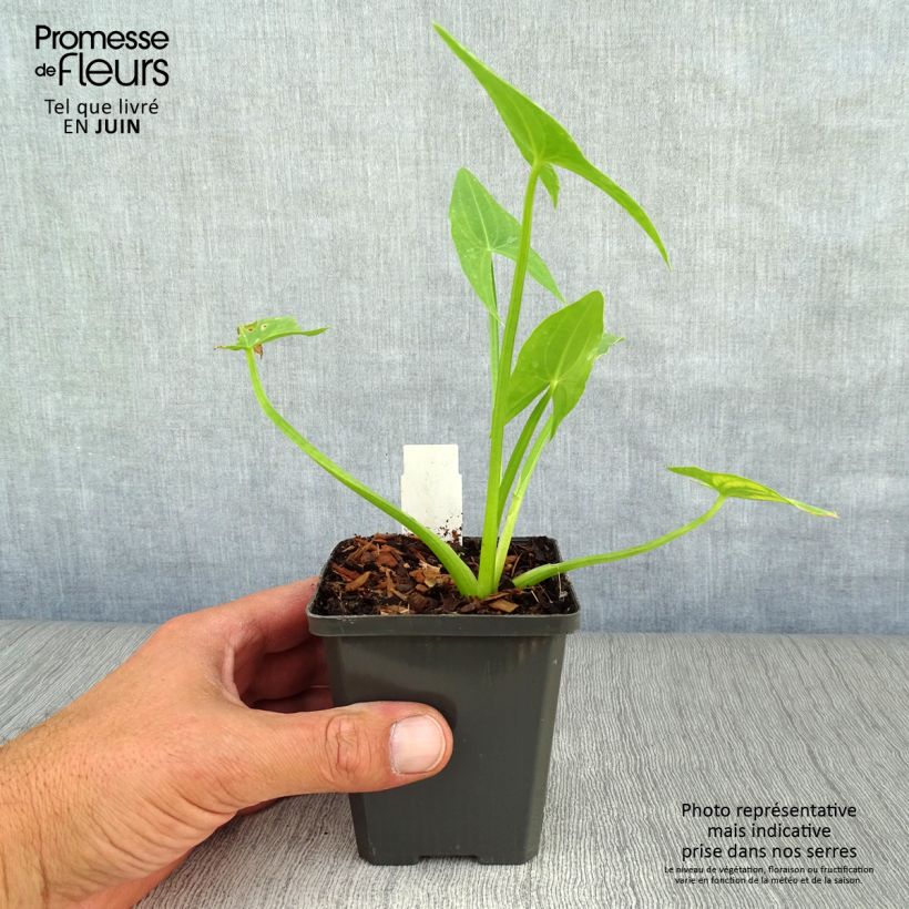Exemplar von Sagittaria sagittifolia - Gewöhnliches Pfeilkraut Kleine Töpfe von 8/9 cm wie im Sommer geliefert