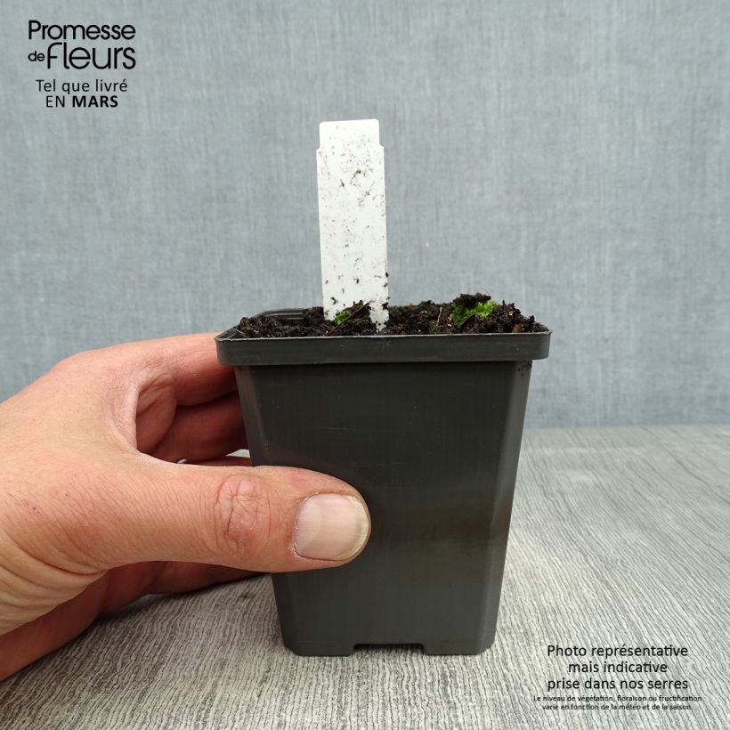 Exemplar von Sagittaria sagittifolia - Gewöhnliches Pfeilkraut Kleine Töpfe von 8/9 cm wie im Frühjahr geliefert