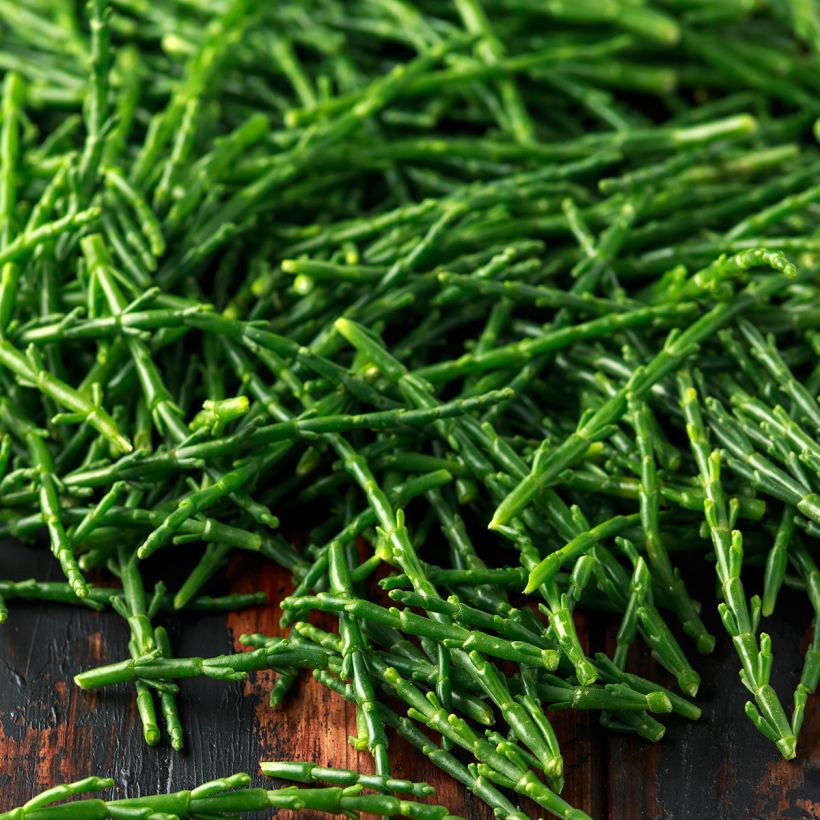Gemeiner Queller - Salicornia europaea (Harvest)