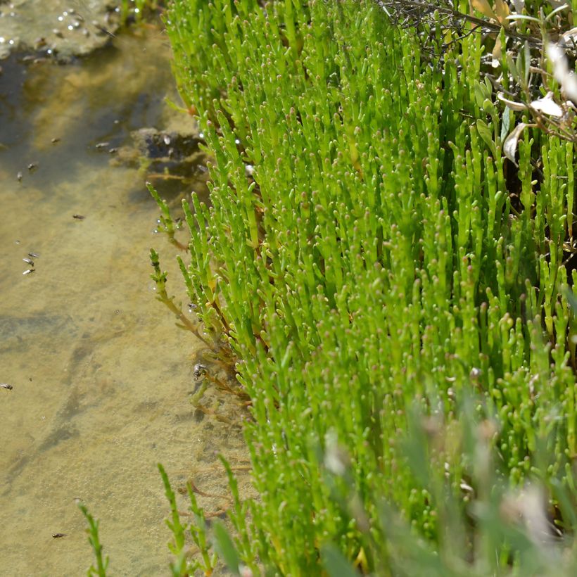 Gemeiner Queller - Salicornia europaea (Plant habit)