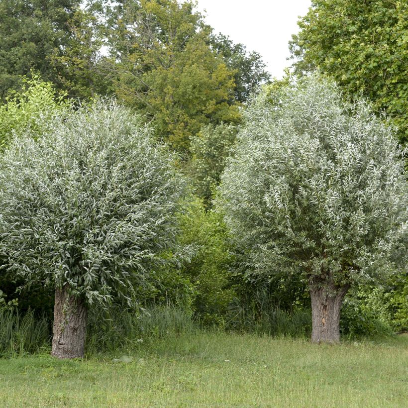 Silber-Weide Liempde - Salix alba (Wuchs)