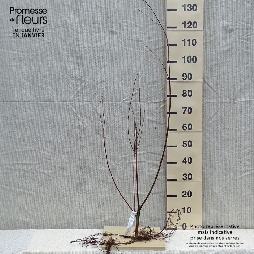 Exemplar von Silber-Weide - Salix alba Wurzelnackt wie im Winter geliefert