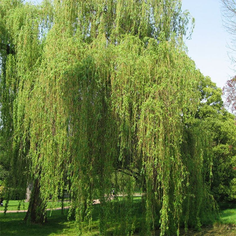 Silber-Weide Tristis - Salix alba (Wuchs)